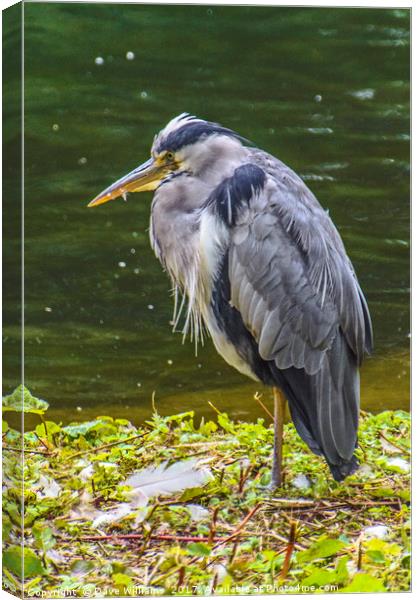 Grey Heron Fishing Canvas Print by Dave Williams