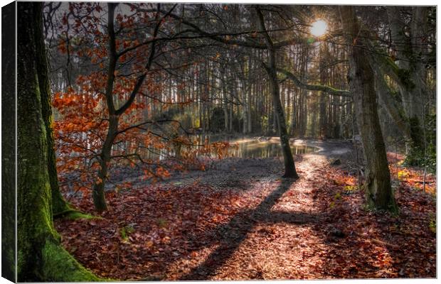 Nature reserve Sun Rays in Bracknell Forest Canvas Print by Dave Williams