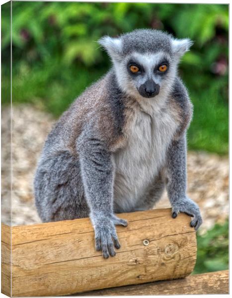 Ring Tailed Lemur Canvas Print by Dave Williams