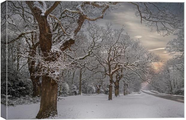 Winter Snow at Hartley Witney in Hampshire Canvas Print by Dave Williams