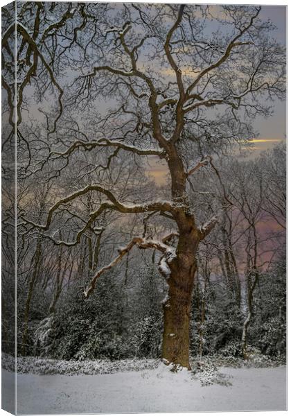 Winter and the snow covered tree Canvas Print by Dave Williams