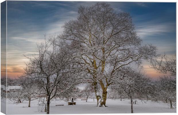 Winter at Vaughan Millenium Orchard in Hartley Wit Canvas Print by Dave Williams