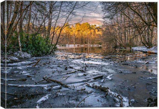 Wood Frozen in the Lake at sunrise Canvas Print by Dave Williams