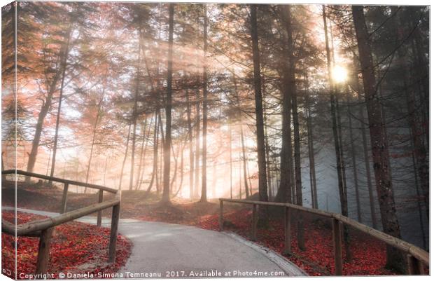Forest road enlightened by autumn sunshine Canvas Print by Daniela Simona Temneanu