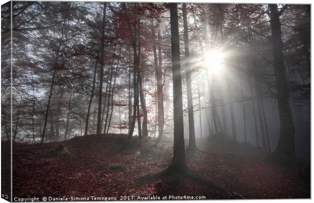 Morning sun rays through a dark forest Canvas Print by Daniela Simona Temneanu