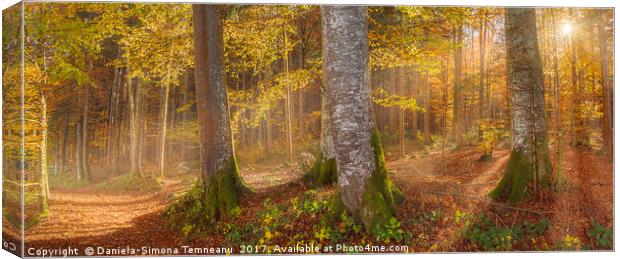 Sunshine through autumn forest Canvas Print by Daniela Simona Temneanu