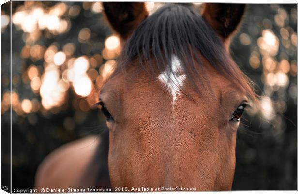 Horse looking straight at the camera Canvas Print by Daniela Simona Temneanu