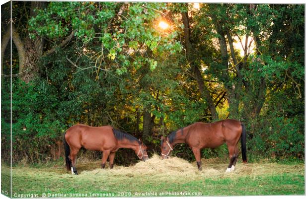 Two horses eating hay under morning sun Canvas Print by Daniela Simona Temneanu