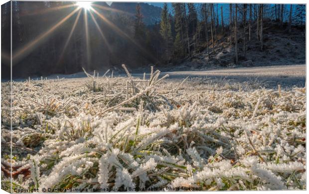 Frozen grass under bright sunlight Canvas Print by Daniela Simona Temneanu