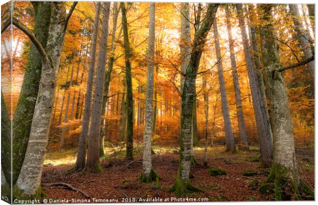 Autumn forest with sun and shadows Canvas Print by Daniela Simona Temneanu