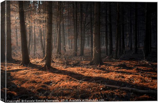 Dark autumn forest with beams of light Canvas Print by Daniela Simona Temneanu