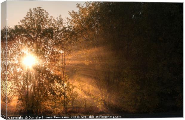 Sun rays shining through fog and trees Canvas Print by Daniela Simona Temneanu