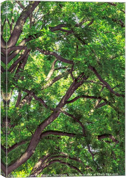 Tree branches and rich green foliage background Canvas Print by Daniela Simona Temneanu