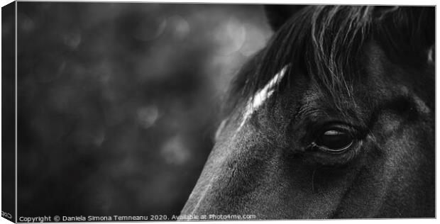 Black horse close-up black and white Canvas Print by Daniela Simona Temneanu