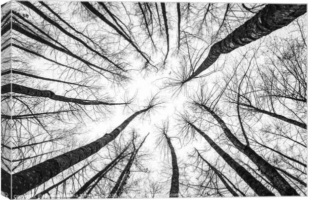Trees towards sky bottom up view Canvas Print by Daniela Simona Temneanu