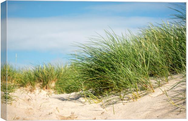European beach grass in sand dune on Sylt island Canvas Print by Daniela Simona Temneanu