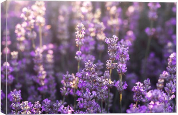 Lavender flowers in bloom in sunlight. Purple lavender field Canvas Print by Daniela Simona Temneanu