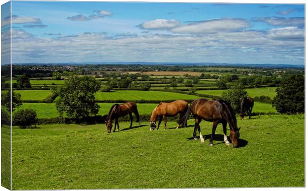 A group of horses graze the sweet green grass at Old Sodbury Canvas Print by Steve Painter