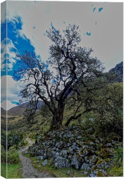 Solitary ancient tree Canvas Print by Steve Painter