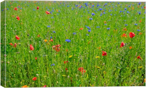 A bed of colorful wild flowers  Canvas Print by Steve Painter