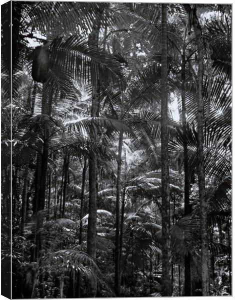Mount Warning Palm Forest Canvas Print by Steve Painter