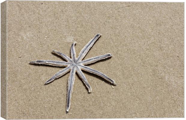 A lonely starfish Canvas Print by Steve Painter