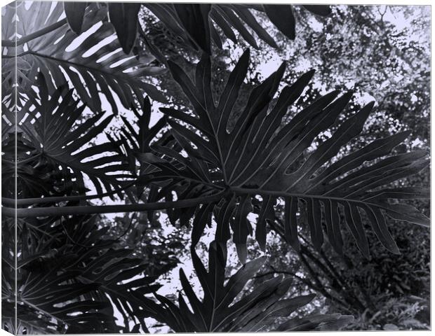 Tropical leaves Canvas Print by Steve Painter