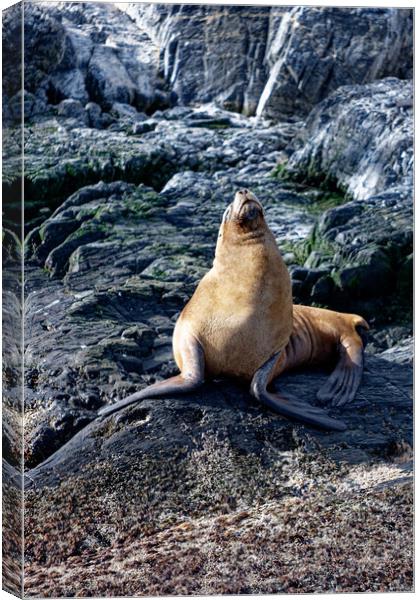 A seal on a rocky island Canvas Print by Steve Painter