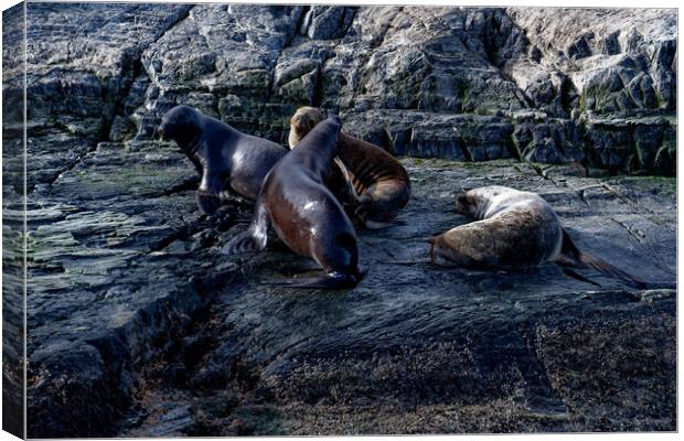 Seals and their pups Canvas Print by Steve Painter