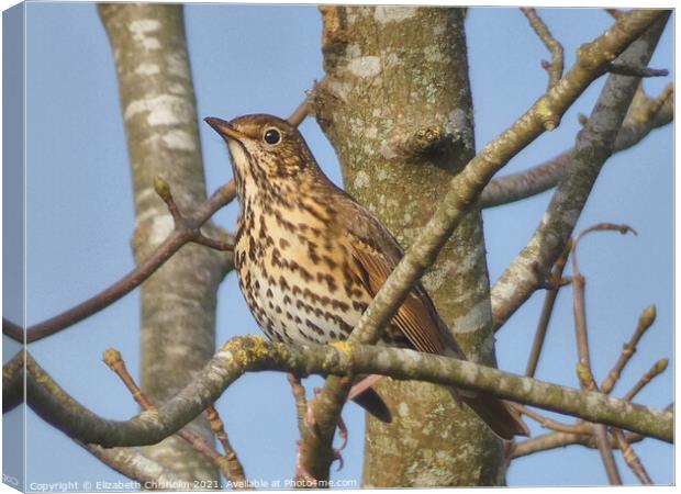 Song Thrush in a bare tree in Buckfast Canvas Print by Elizabeth Chisholm