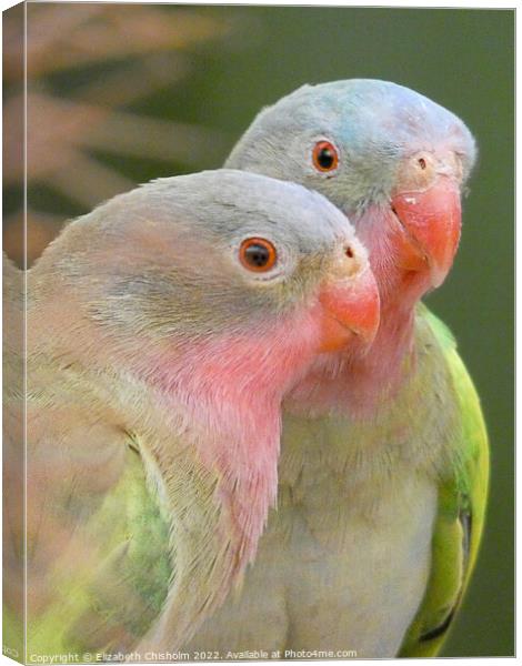 Two Princess of Wales Parakeets Canvas Print by Elizabeth Chisholm