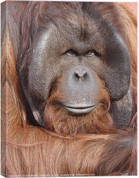 Male Orangutan Portrait Canvas Print by Elizabeth Chisholm
