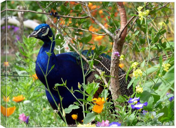 Peacock hiding among the flowers Canvas Print by Elizabeth Chisholm