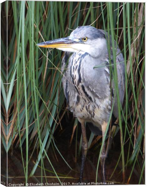 The heron waits for a catch Canvas Print by Elizabeth Chisholm