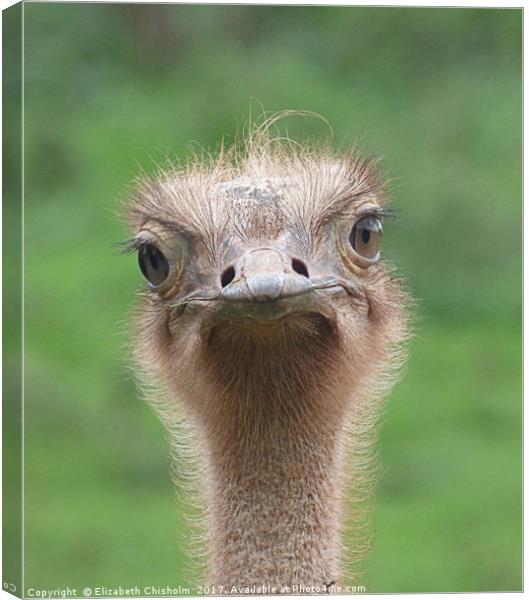 Bemused ostrich Canvas Print by Elizabeth Chisholm