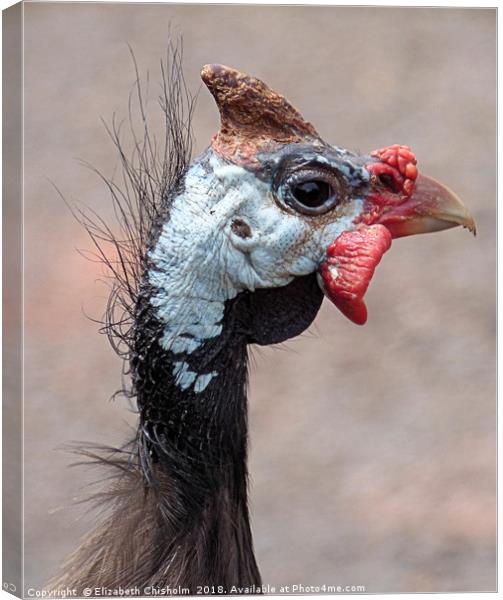 Portrait of a Guineafowl Canvas Print by Elizabeth Chisholm