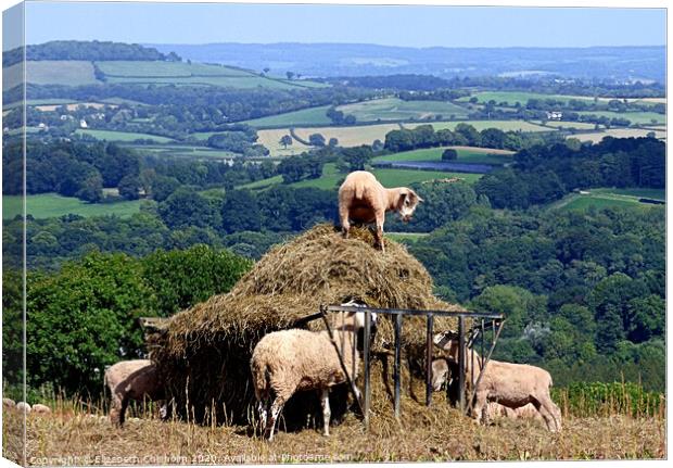 Devon sheep in the hay Canvas Print by Elizabeth Chisholm