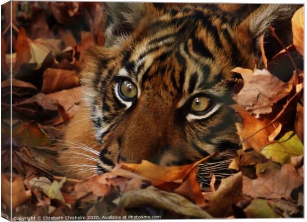 Tiger hiding in the leaves Canvas Print by Elizabeth Chisholm