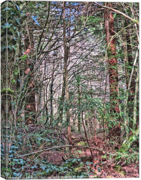 Tangled Woodland - Mysterious North Woods in Devon Canvas Print by Elizabeth Chisholm