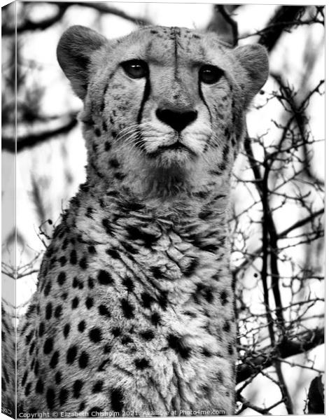 Cheetah in Black and White Canvas Print by Elizabeth Chisholm