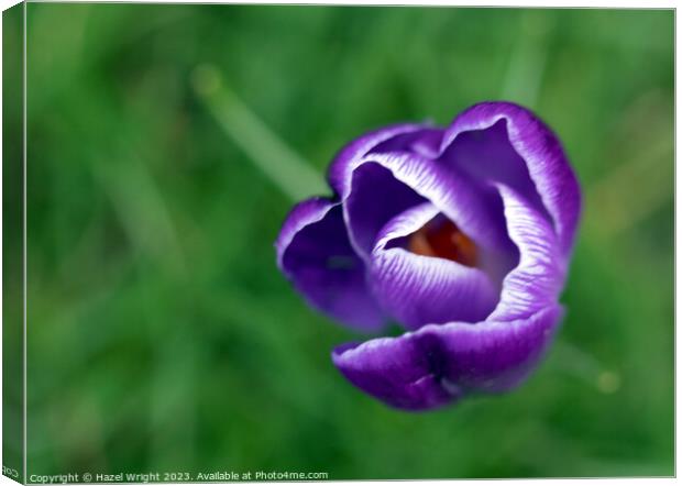 Majestic Purple Crocus Canvas Print by Hazel Wright