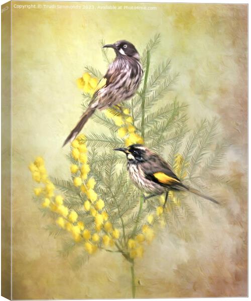  New Holland Honeyeater Canvas Print by Trudi Simmonds
