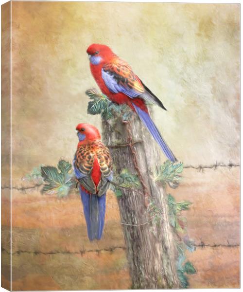 Crimson Rosella Canvas Print by Trudi Simmonds