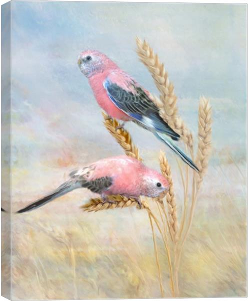 Bourkes Parrot Canvas Print by Trudi Simmonds