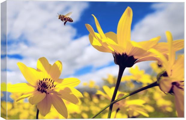 flying honey bee over yellow flower Canvas Print by Mirko Macari