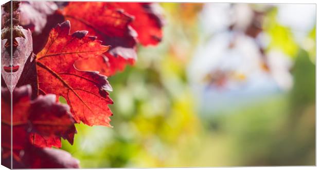 Red leaves close up in the vineyard Canvas Print by Mirko Macari