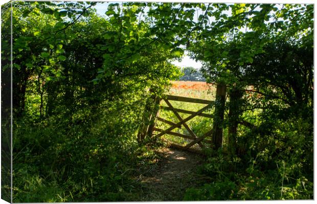 Poppies Beyond the Broken Gate Canvas Print by Derek Daniel