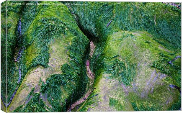 Artistic Algae Rocks Canvas Print by Derek Daniel