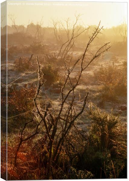 Misty morning in The New Forest Canvas Print by Derek Daniel