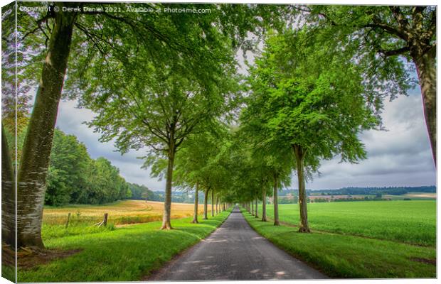 Avenue of Trees, Moor Crichel Canvas Print by Derek Daniel